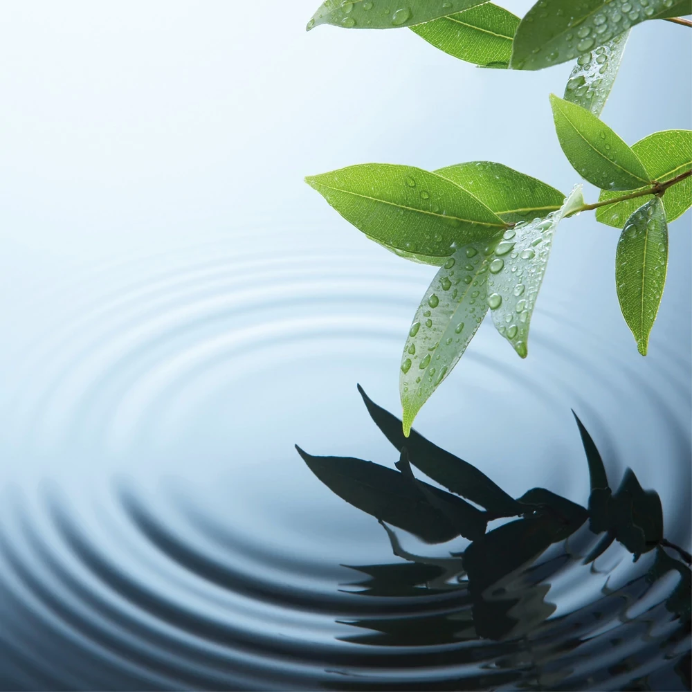 Leaf Making Ripples in Water